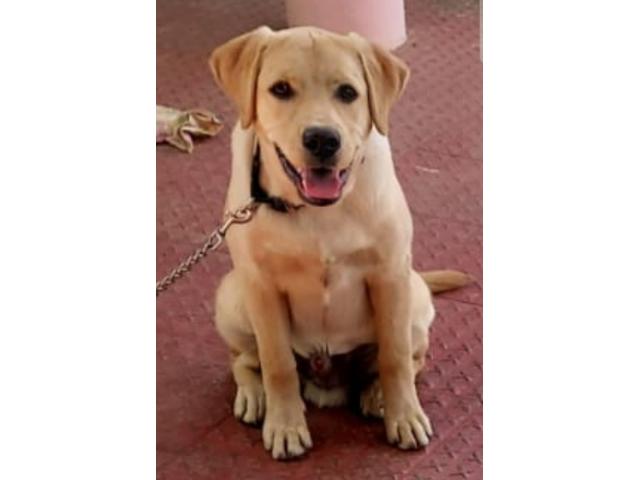 Labrador puppies from Balod, Chhattisgarh. Breeder: chauresourabh