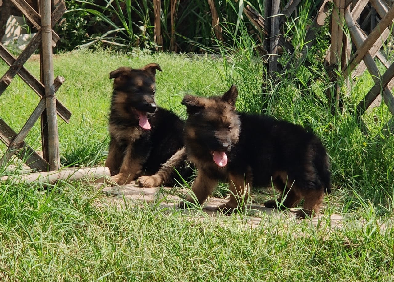 German Shepherd puppies from Saket Delhi. Breeder: Star Pet Kennel