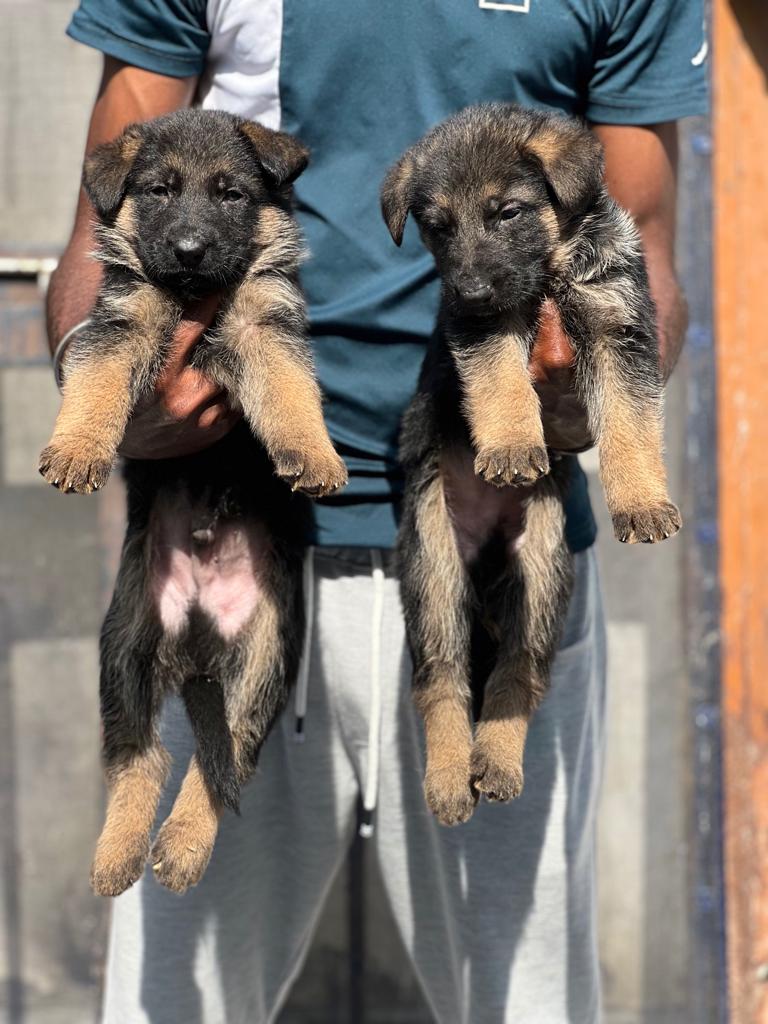 All types of German shepherd available