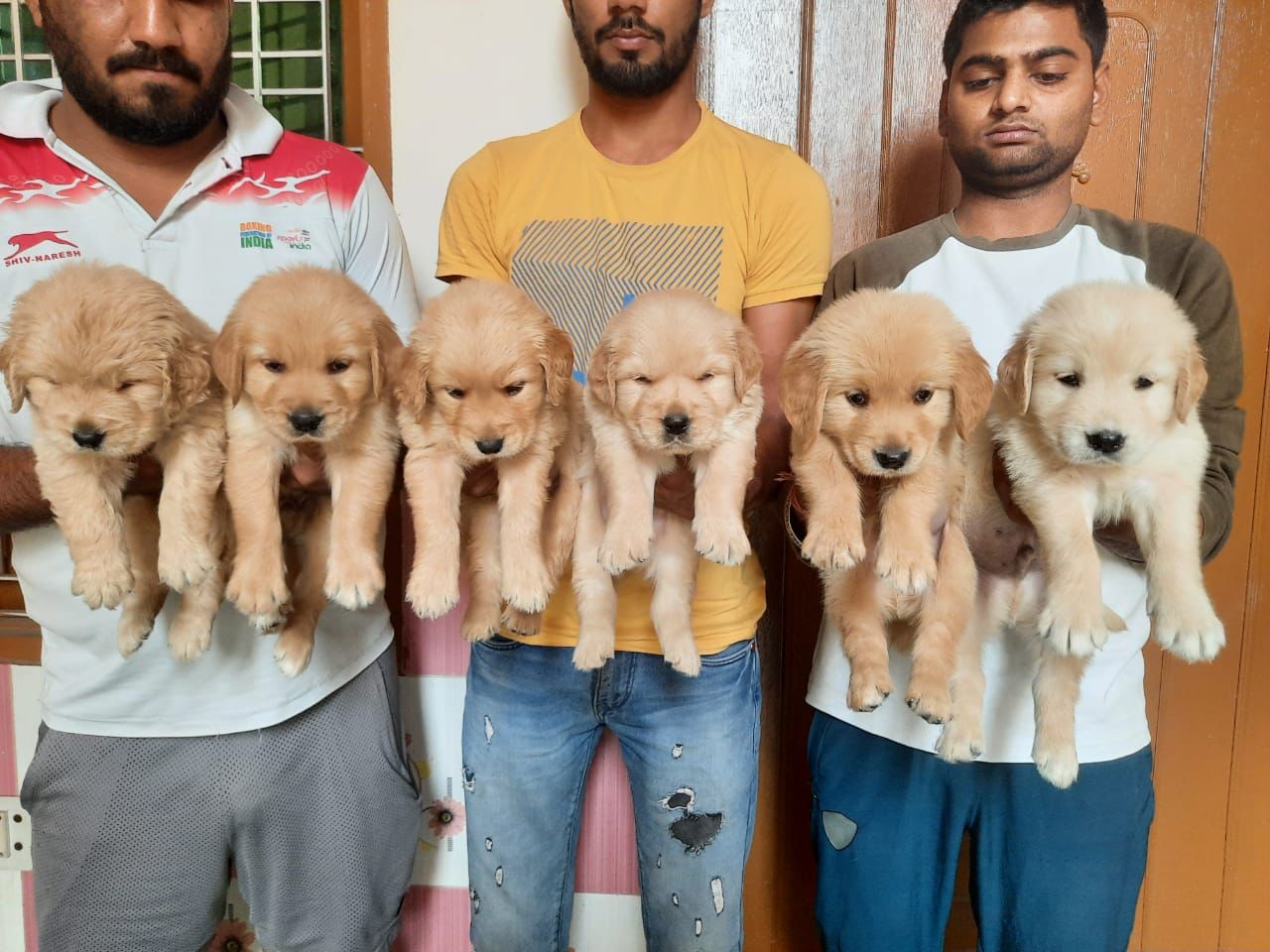 Golden retriever puppies from Naraina new delhi. Breeder: Tansh Maurya