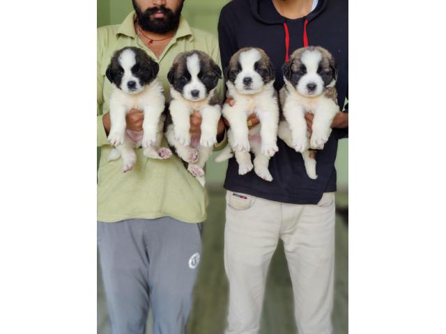 St Bernard puppies from Gurgaon,Haryana. Breeder: fancypaws