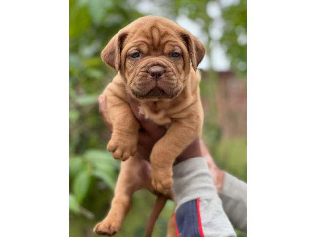 French mastiff puppies from Haryana. Breeder: fancypaws