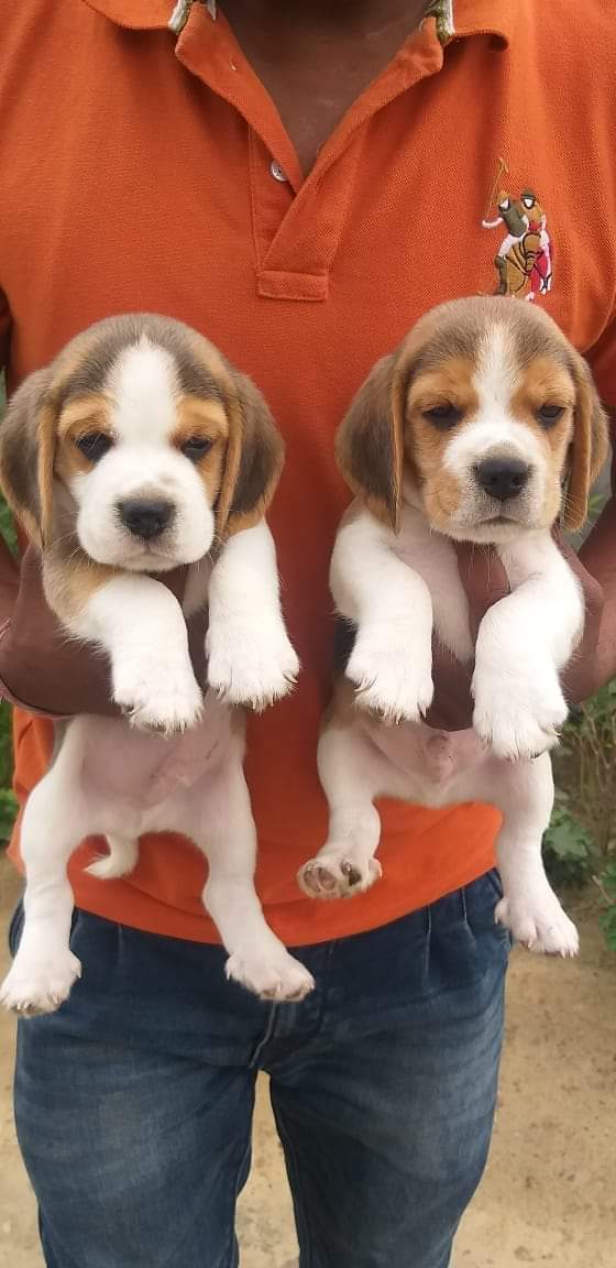Beagle puppies from Kerala. Breeder: Amolkamat