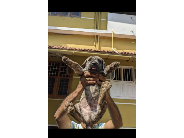 Great Dane puppies from Malappuram,Kerala. Breeder: prakash