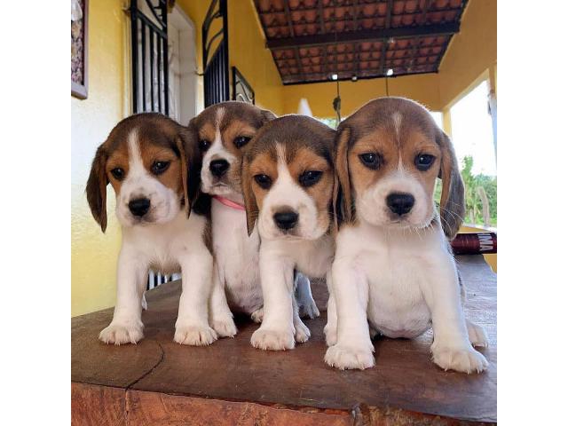 beagle puppies from Thiruvananthapuram,Kerala. Breeder: Mariasonja
