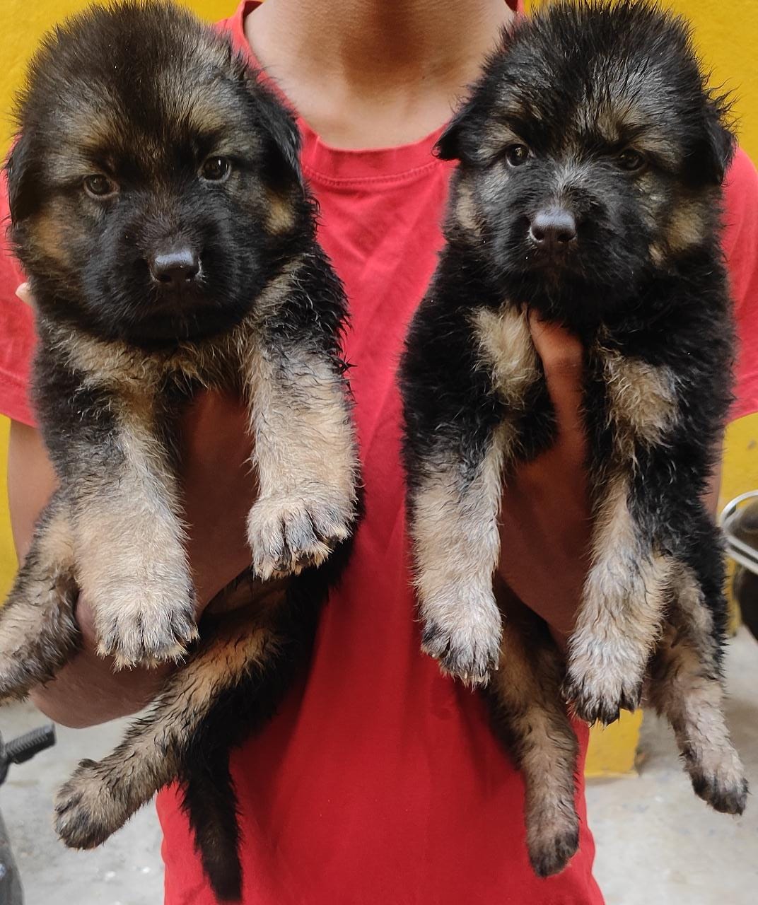 German Shepherd puppies from Chennai. Breeder: Jayakrishna