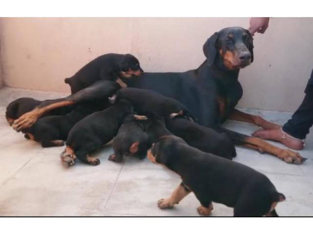 Doberman puppies from Shillong,Meghalaya. Breeder: Mariasonja
