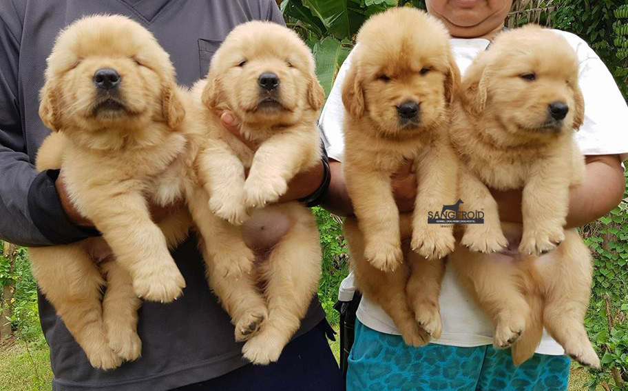 golden retriever puppies from pune. Breeder: Kennels_sangFroid