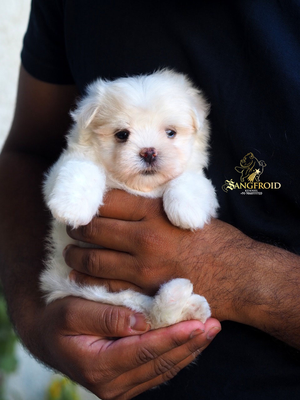 maltese puppies from mumbai. Breeder: Kennels_sangFroid