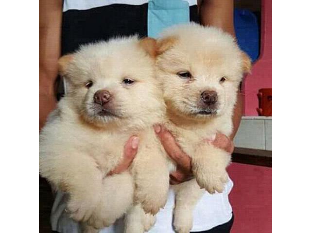 Chow Chow puppies from Mira-Bhayandar, Maharashtra. Breeder: vidyas