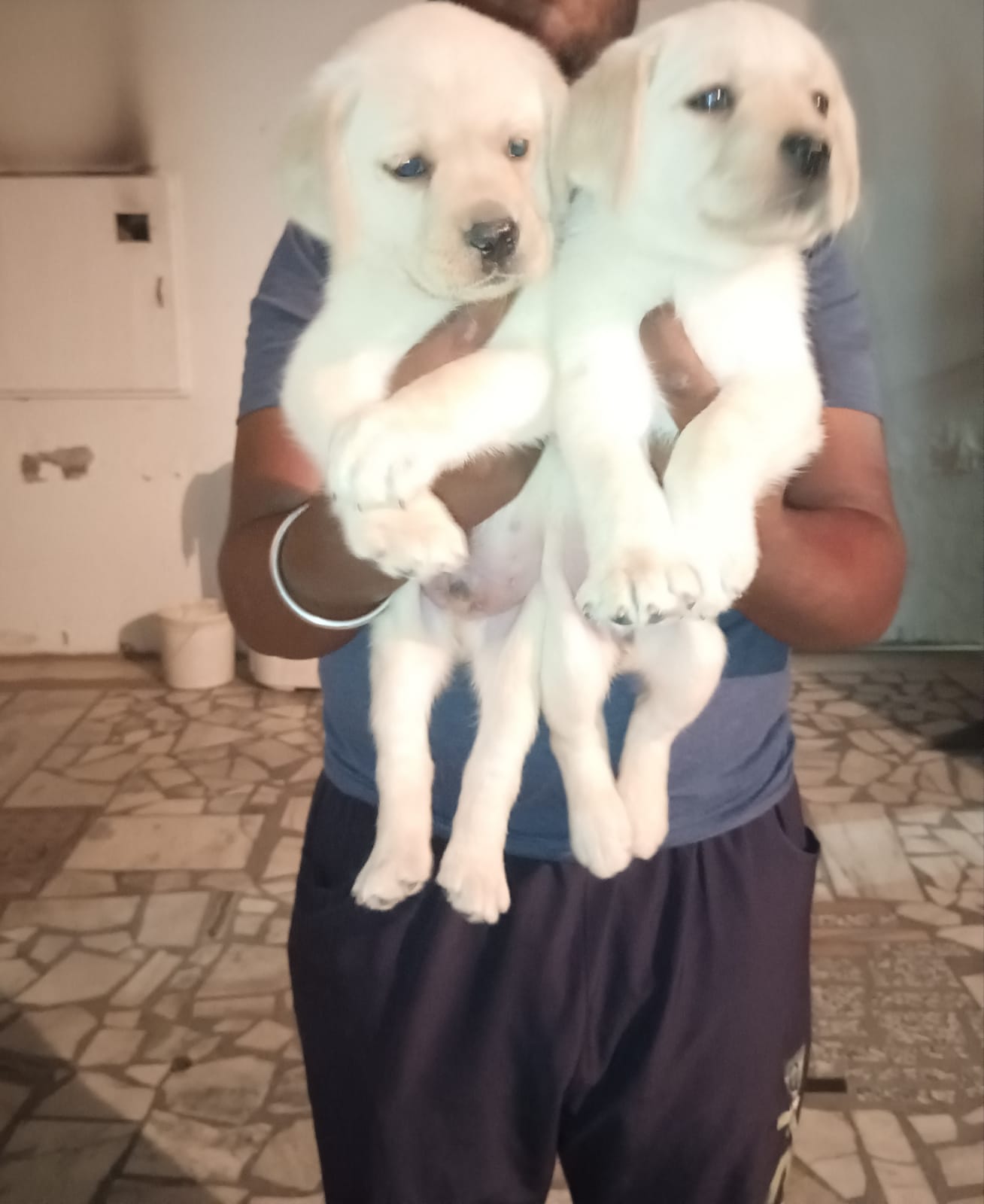Labrador Retriever puppies from Dashmesh nagar. Patiala. Breeder: Tajbeer singh