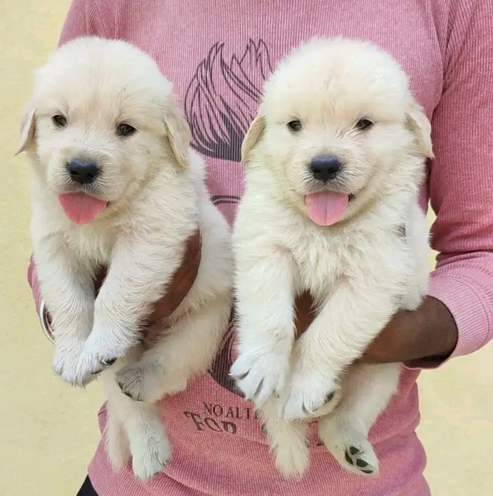 Golden retriever puppies from Delhi. Breeder: Amolkamat