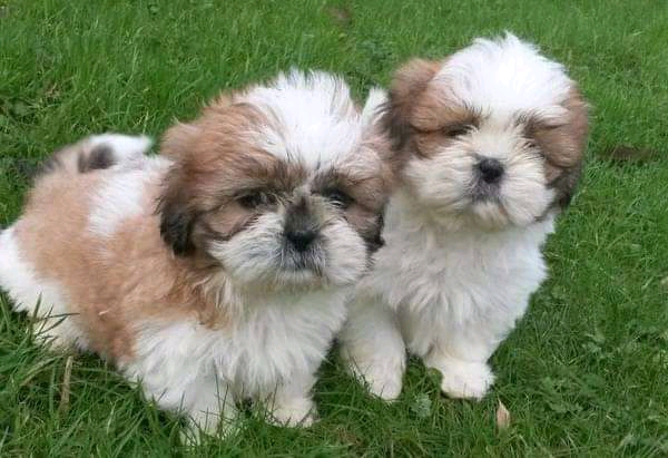Shih Tzu puppies from Mumbai. Breeder: Amolkamat