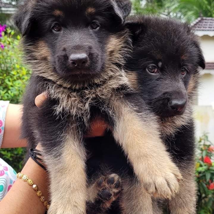 German shepherd puppies puppies from Kerala. Breeder: Amolkamat