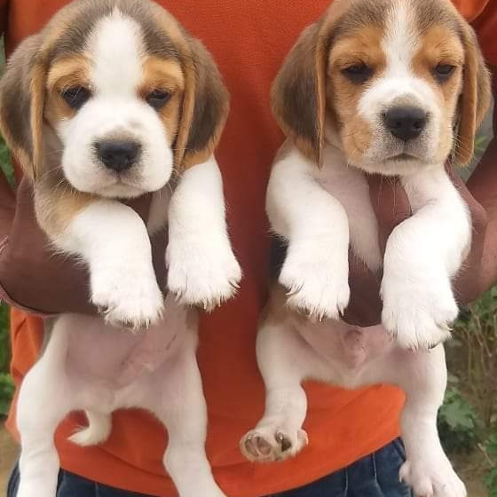 Beagle puppies from Kerala. Breeder: Amolkamat