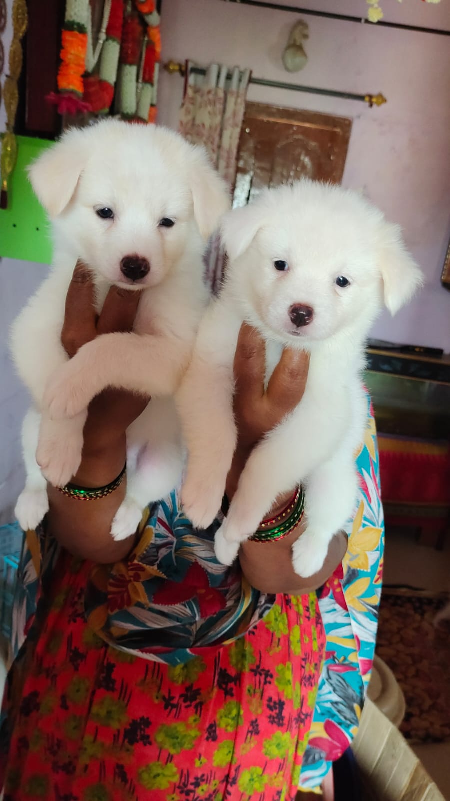 Pomeranian puppies puppies from Chennai. Breeder: jayakrishna