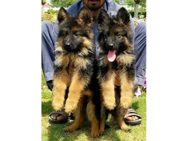 german shepherd puppies from Amet,Rajasthan. Breeder: arjunsandeep