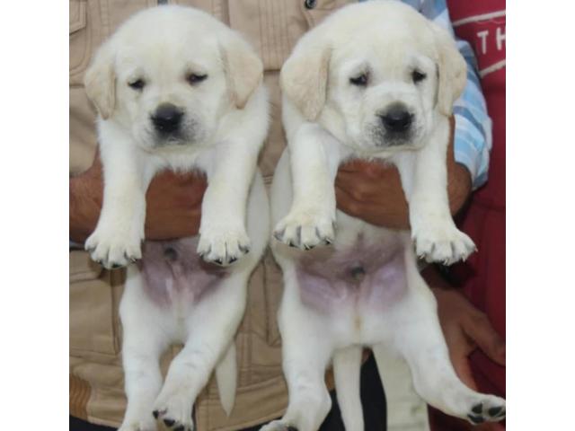 Labrador puppies from Jodhpur,Rajasthan. Breeder: vidyas