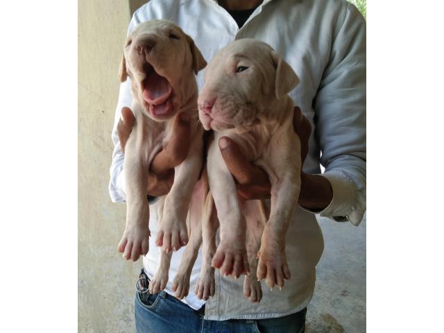 Pakistani bully puppies from bhiwadi,Rajasthan. Breeder: aryansingh