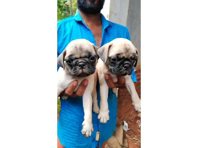 PUG puppies from Moradabad,Uttar Pradesh. Breeder: Mariasonja
