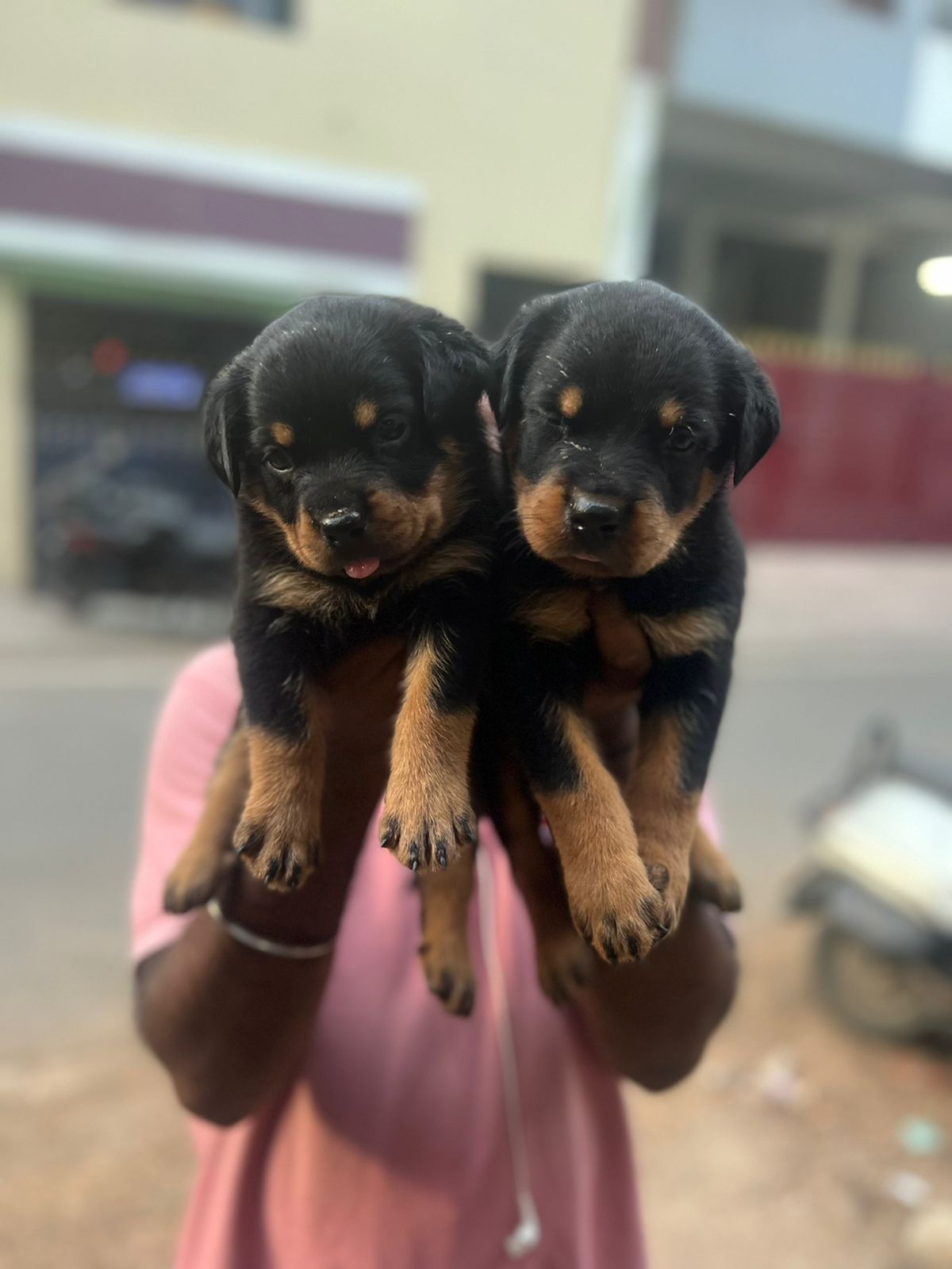 Rottweiler puppies from Chennai. Breeder: Jayakrishna