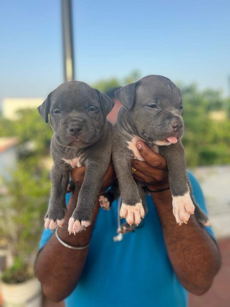 American bully puppies from Chennai. Breeder: Jayakrishna