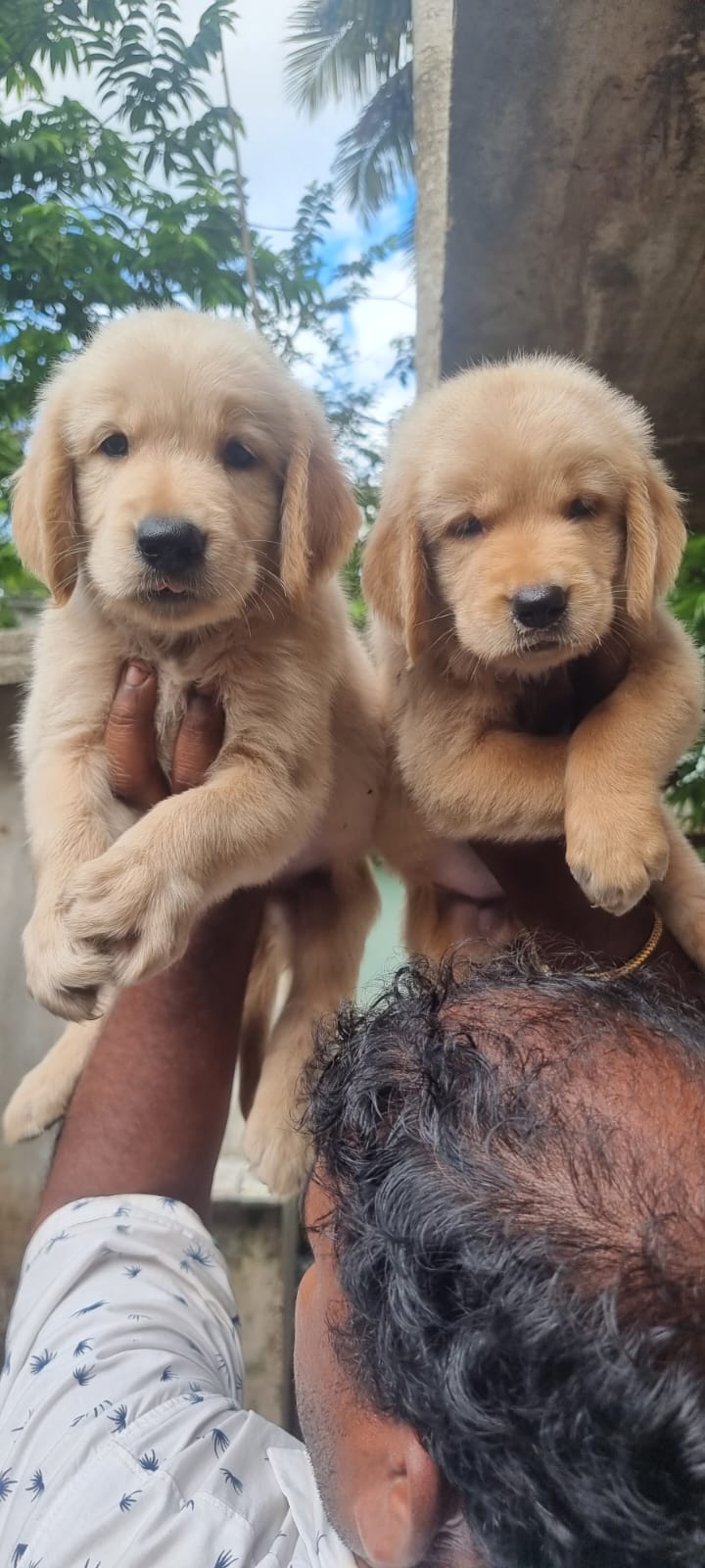 Golden retriever puppies from Chennai. Breeder: Manikandan