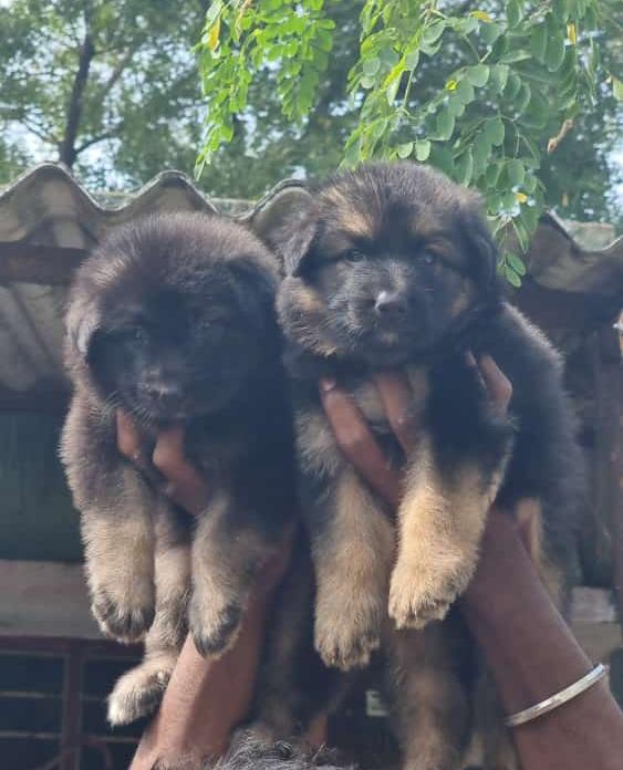 German shepherd puppies from Chennai. Breeder: Manikandan
