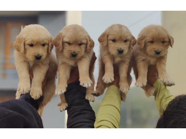 Golden Retriever puppies from Dehradun,Uttarakhand. Breeder: fancypaws