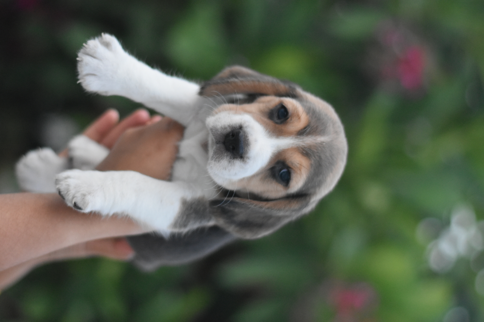 Beagle puppies from Lucknow. Breeder: Shishir yadav
