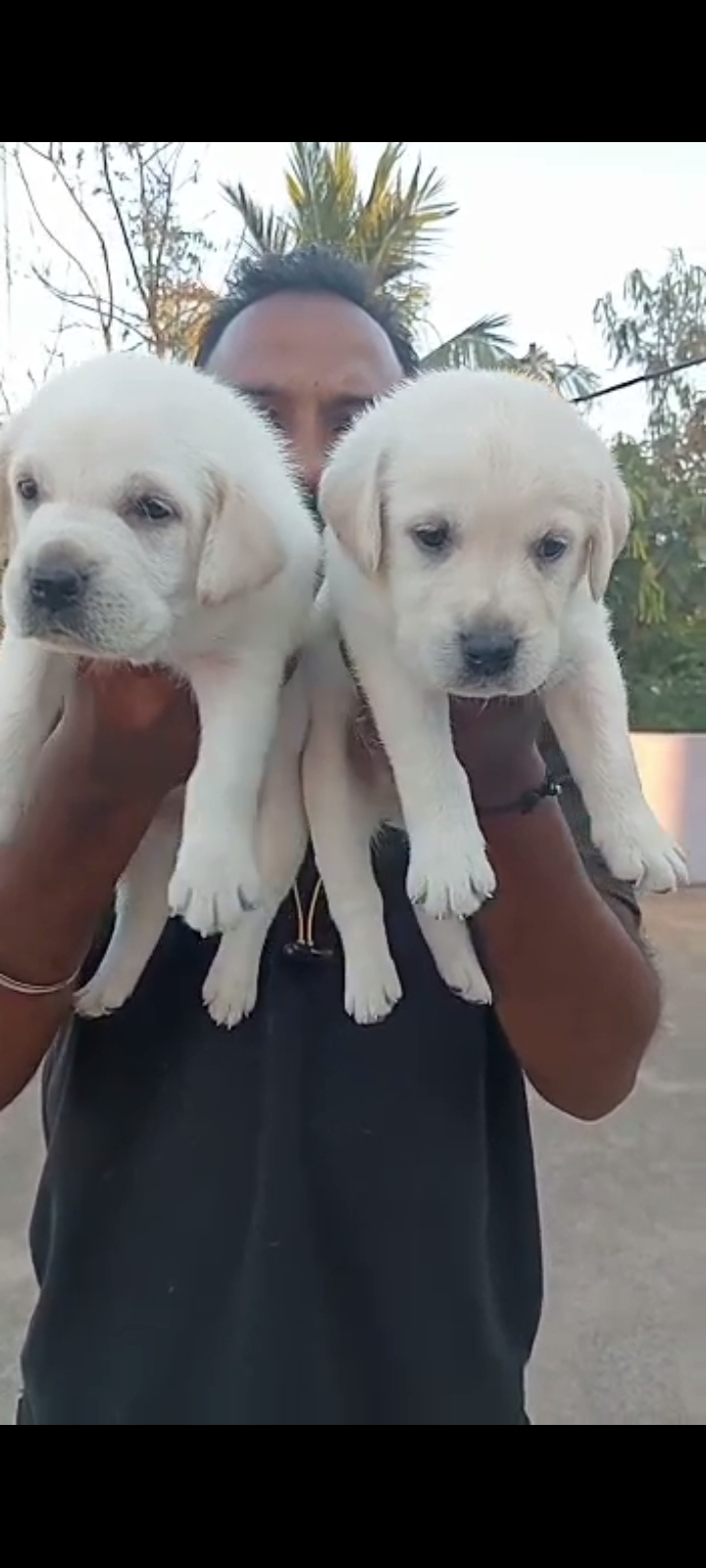 Labrador puppies from Chennai. Breeder: Mv home breed pets