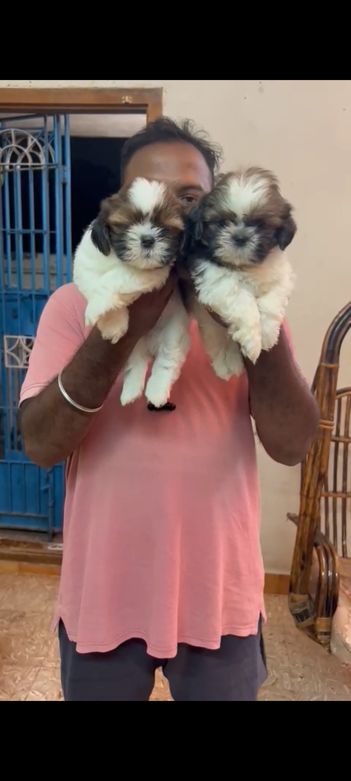 Shitzu puppies from Chennai. Breeder: Mv home breed pets