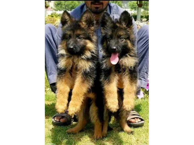 german shepherd puppies from Darjiling, West Bengal. Breeder: vidyas