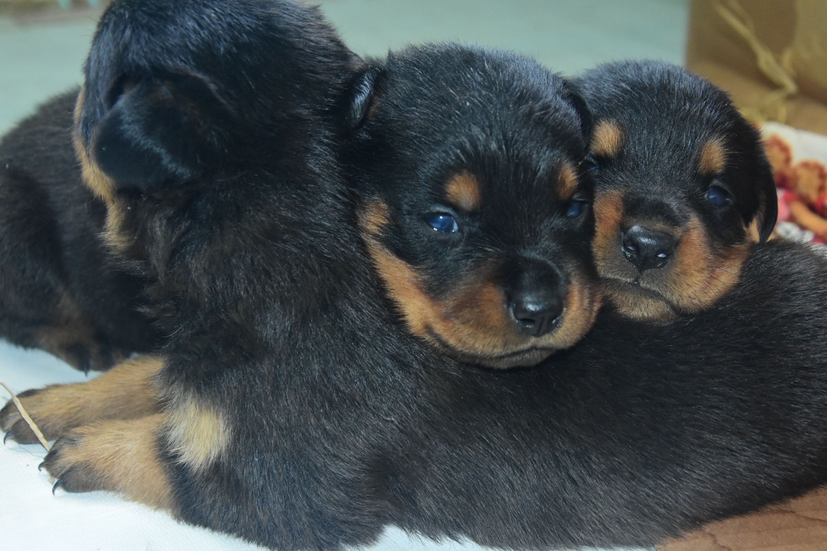 Rottwiller puppies from Balaghat. Breeder: abhisekdhurwey
