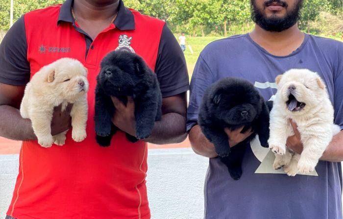 CHOW CHOW puppies from Bangalore, Karnataka. Breeder: Gururaj