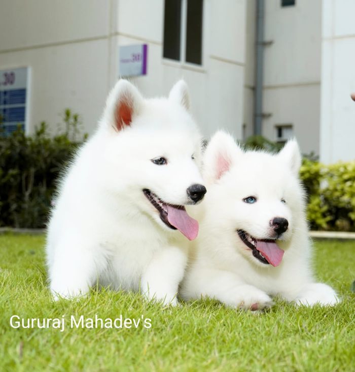 Siberian Husky puppies from Bangalore, Karnataka. Breeder: Gururaj