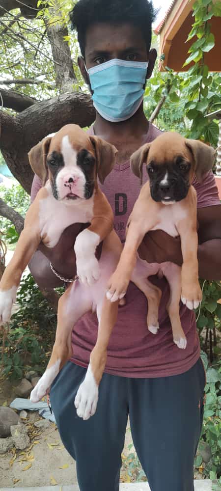 Boxer male and female puppy