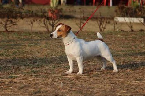 Jack Russell puppies from Goa. Breeder: Sharvani pitre