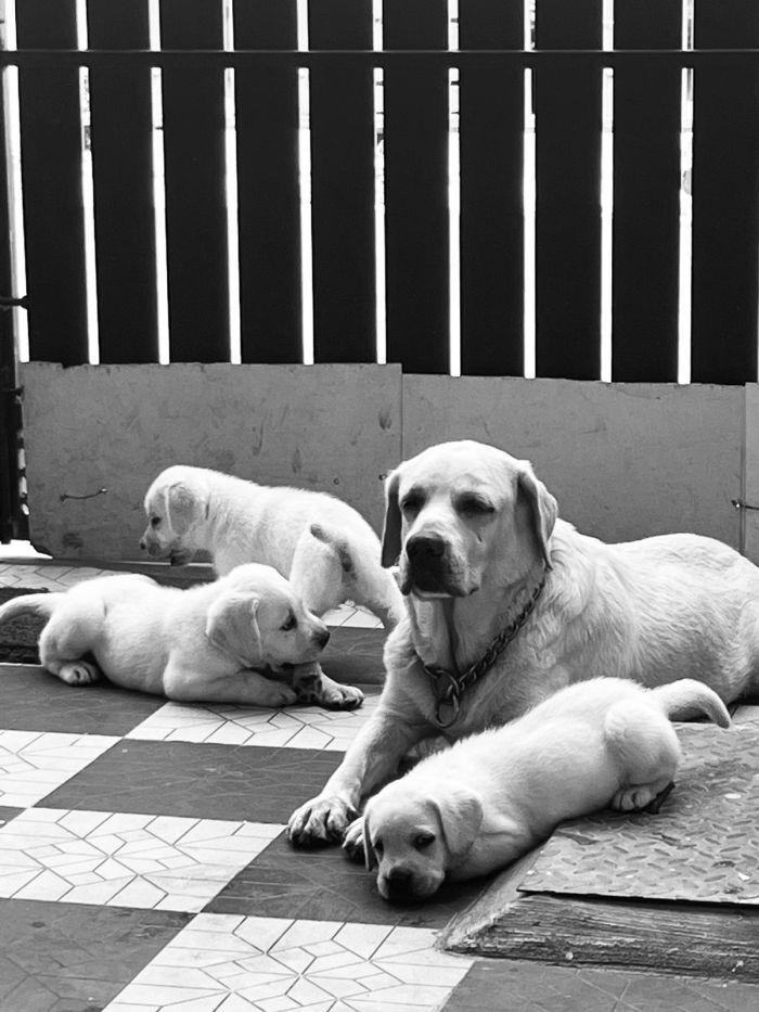 Labrador puppies from Coimbatore. Breeder: Easwaramoorthy Ravindran