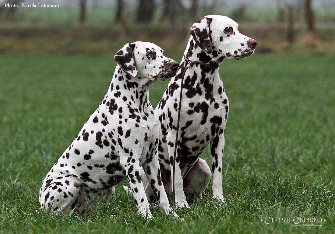 Dalmation puppies from Bangalore. Breeder: Waggs Lovely Kennels