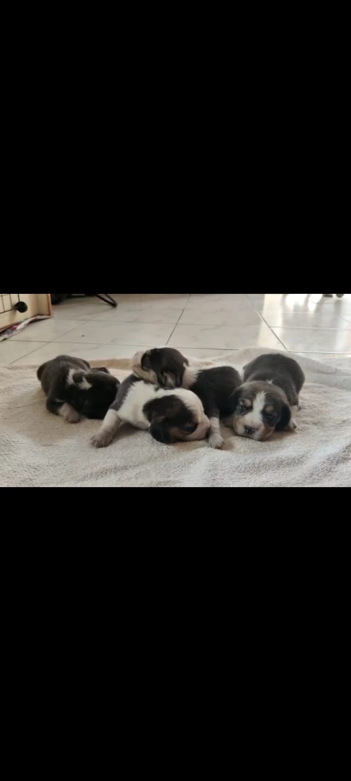 Beagle puppies from Chennai. Breeder: kennelsmd