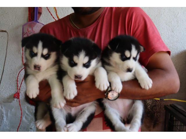 SIBERIAN HUSKY PUPPIES puppies from Chennai. Breeder: Safeer