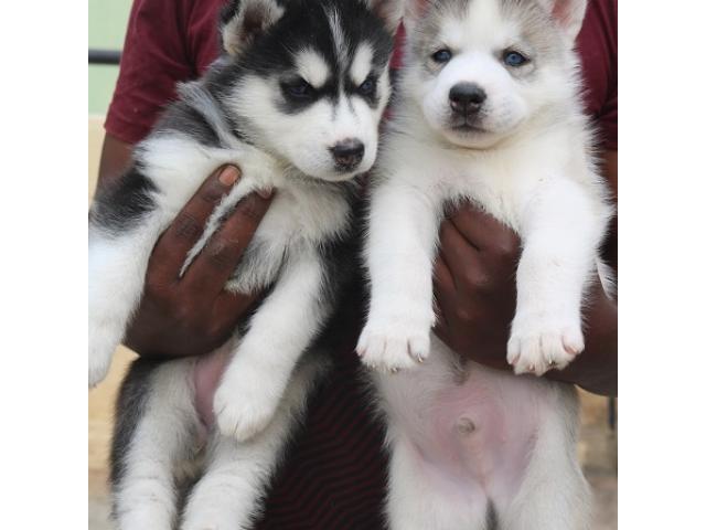 SIBERIAN HUSKY PUPPIES puppies from Mumbai. Breeder: Safeer