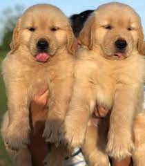 GOLDEN RETRIEVER PUPPIES puppies from PUNE. Breeder: Safeer