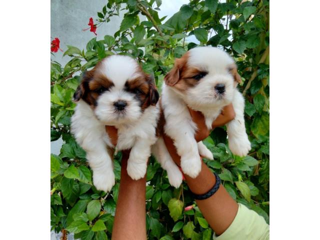 SHIH TZU PUPPIES puppies from Dehli. Breeder: Safeer