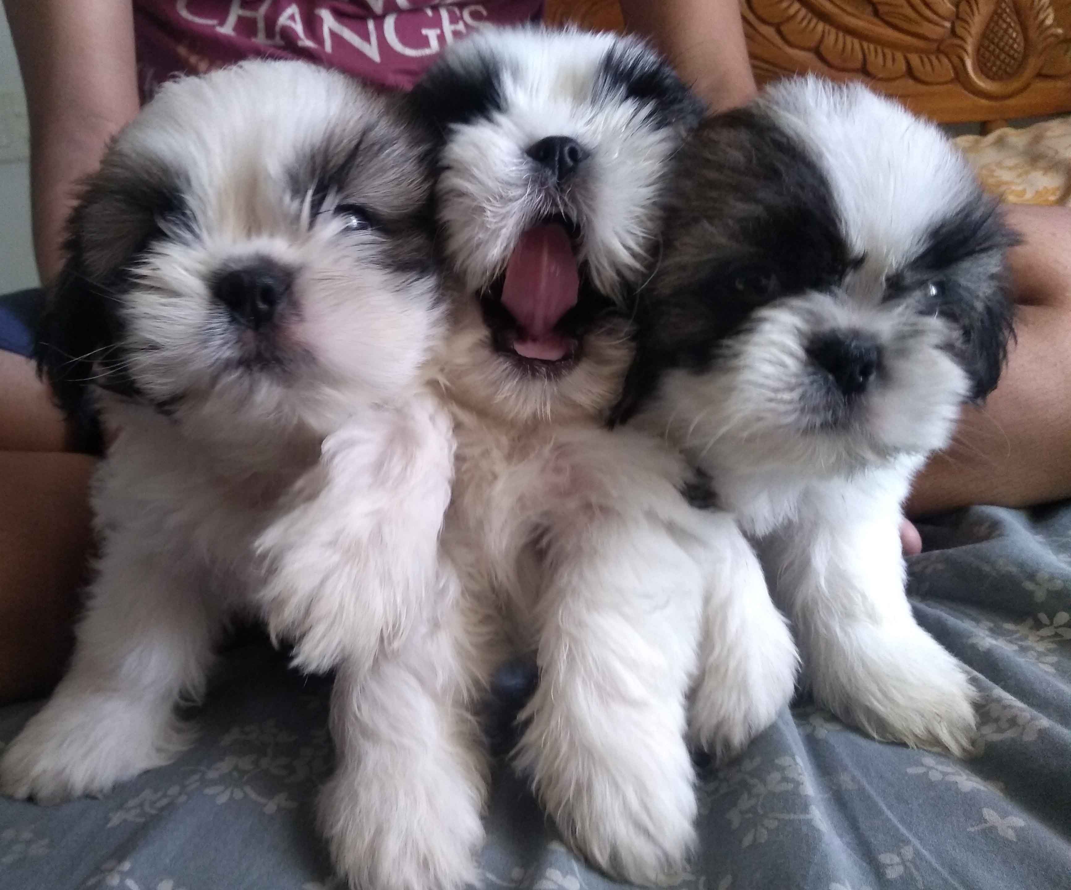 Shih Tzu puppies from Kerala. Breeder: Safeer