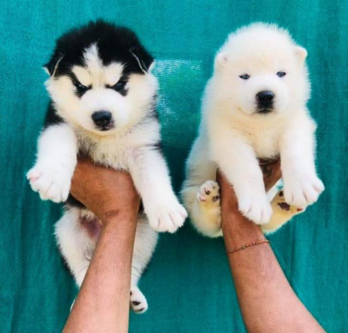 HUSKY PUPPIES puppies from Chennai. Breeder: Sumit