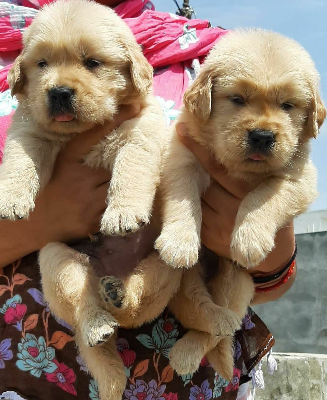 Golden retriever puppies puppies from Dehradun. Breeder: Safeer