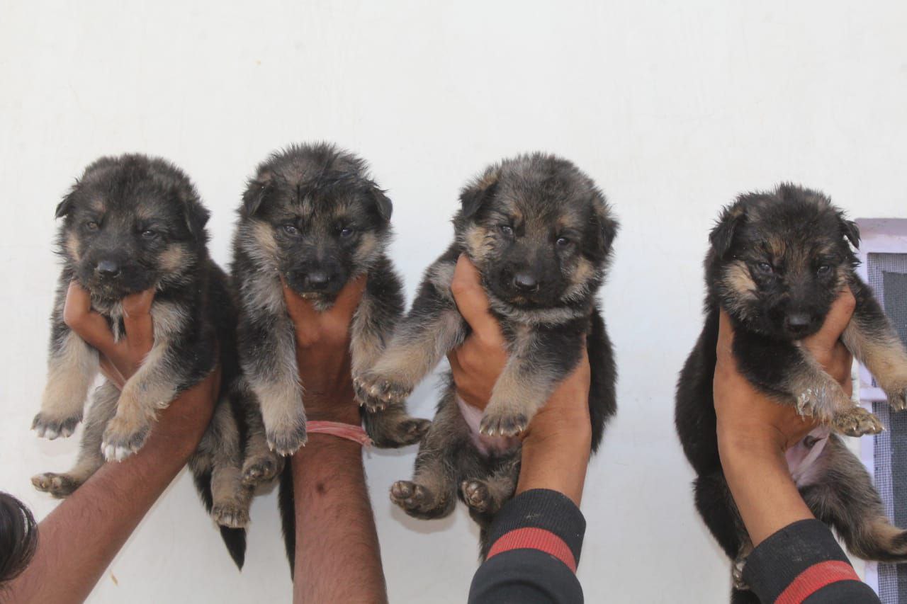 German Shepherd puppies from Dehradun. Breeder: Safeer