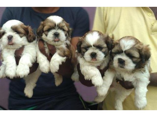 Shih Tzu puppies from Hyderabad. Breeder: Sumit